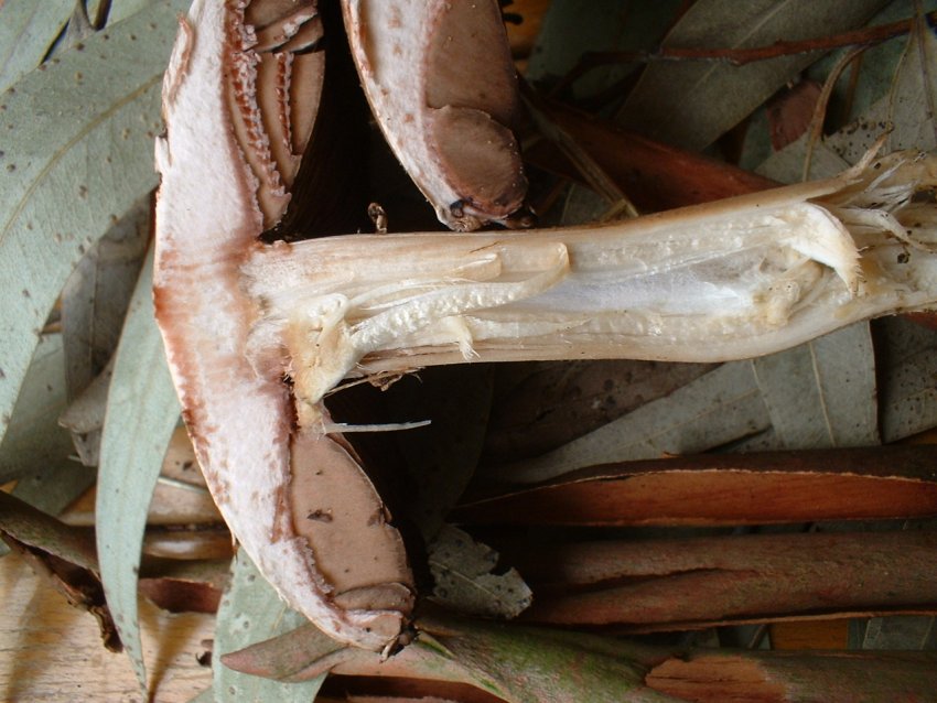 agaricus da determinare